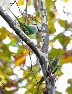 Green Parrots of Gulhane Park in Turkey's Istanbul