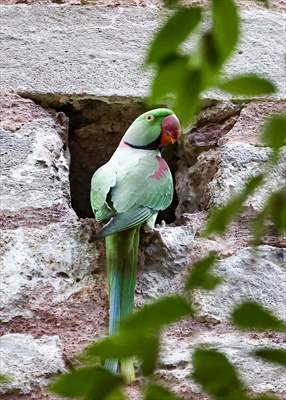 Green Parrots of Gulhane Park in Turkey's Istanbul
