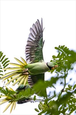 Green Parrots of Gulhane Park in Turkey's Istanbul