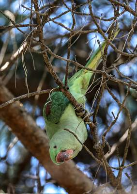 Green Parrots of Gulhane Park in Turkey's Istanbul