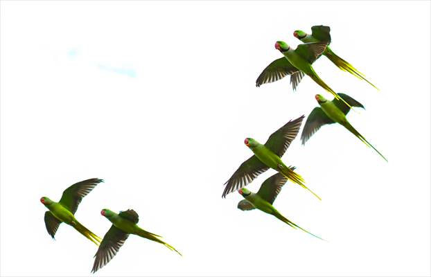 Green Parrots of Gulhane Park in Turkey's Istanbul