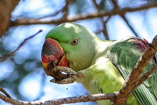 Green Parrots of Gulhane Park in Turkey's Istanbul