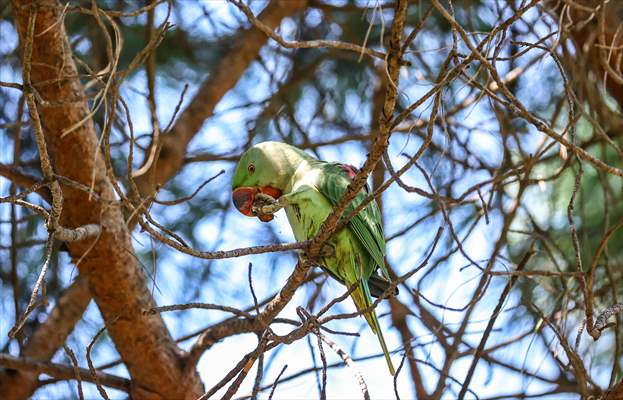Green Parrots of Gulhane Park in Turkey's Istanbul
