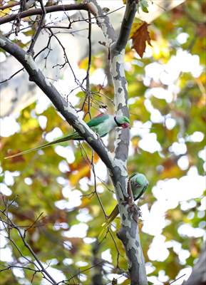 Green Parrots of Gulhane Park in Turkey's Istanbul