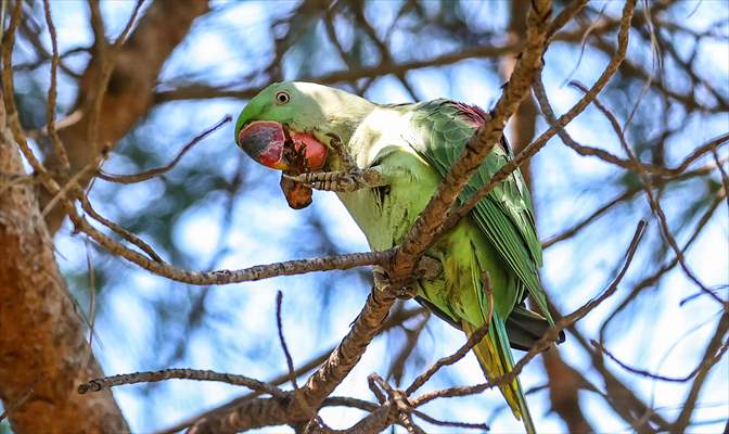 Green Parrots of Gulhane Park in Turkey's Istanbul