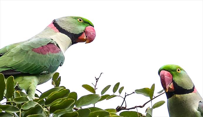 Green Parrots of Gulhane Park in Turkey's Istanbul