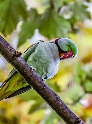 Green Parrots of Gulhane Park in Turkey's Istanbul