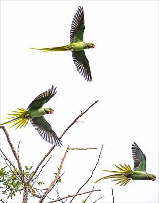 Green Parrots of Gulhane Park in Turkey's Istanbul