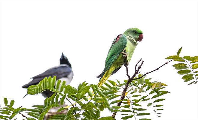 Green Parrots of Gulhane Park in Turkey's Istanbul