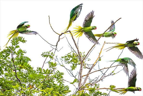 Green Parrots of Gulhane Park in Turkey's Istanbul
