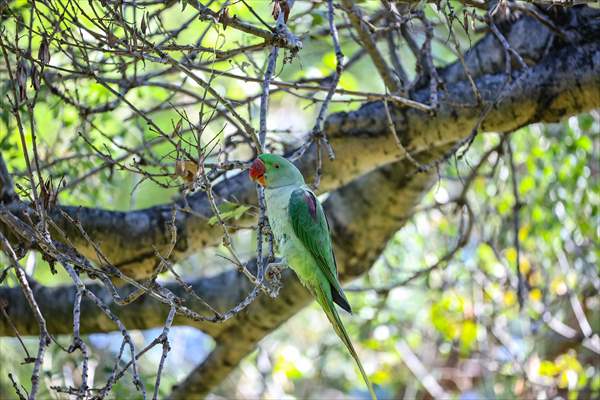 Green Parrots of Gulhane Park in Turkey's Istanbul