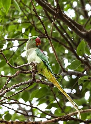 Green Parrots of Gulhane Park in Turkey's Istanbul
