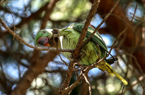 Green Parrots of Gulhane Park in Turkey's Istanbul