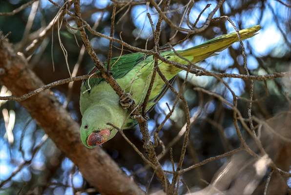 Green Parrots of Gulhane Park in Turkey's Istanbul