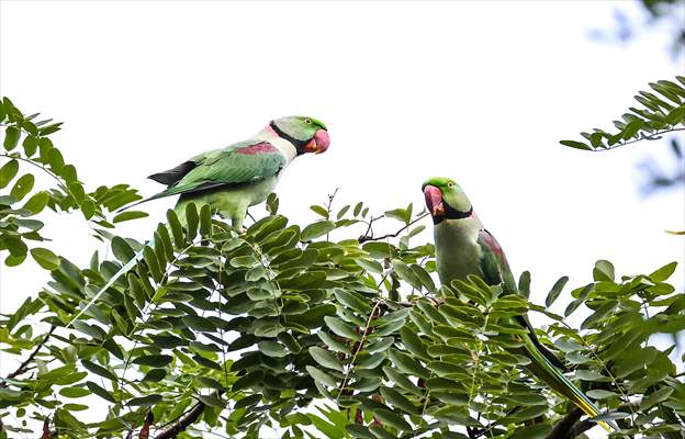 Green Parrots of Gulhane Park in Turkey's Istanbul