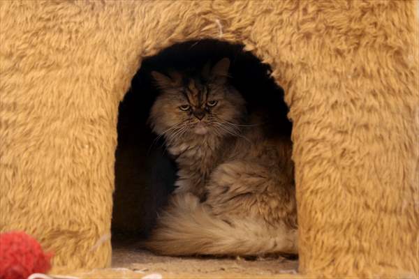 The extraordinary "Cat Museum" in Tehran