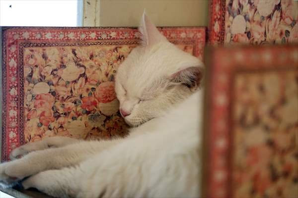 The extraordinary "Cat Museum" in Tehran