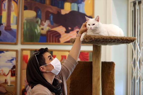 The extraordinary "Cat Museum" in Tehran