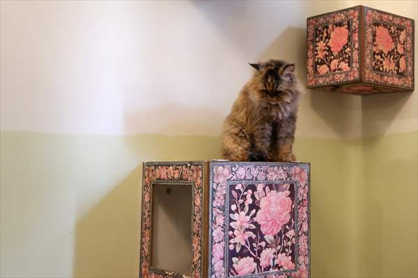 The extraordinary "Cat Museum" in Tehran