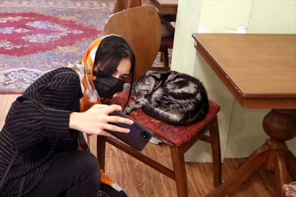 The extraordinary "Cat Museum" in Tehran