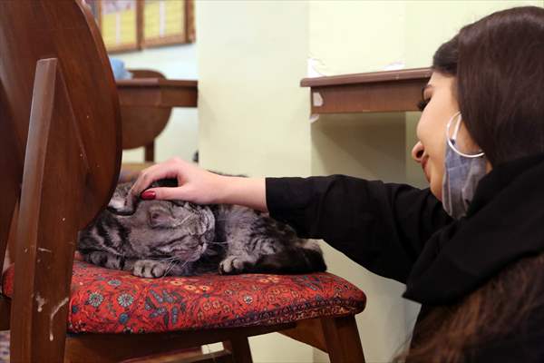 The extraordinary "Cat Museum" in Tehran