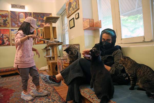 The extraordinary "Cat Museum" in Tehran