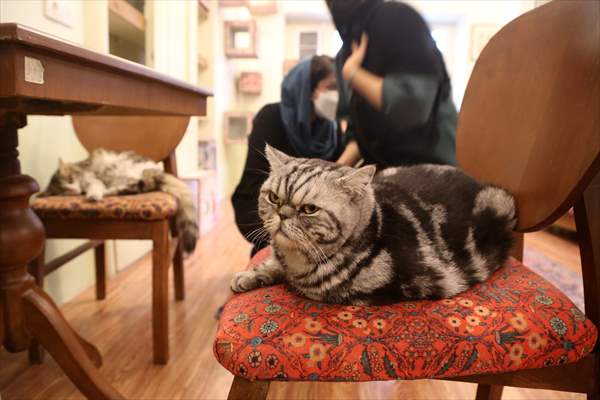 The extraordinary "Cat Museum" in Tehran