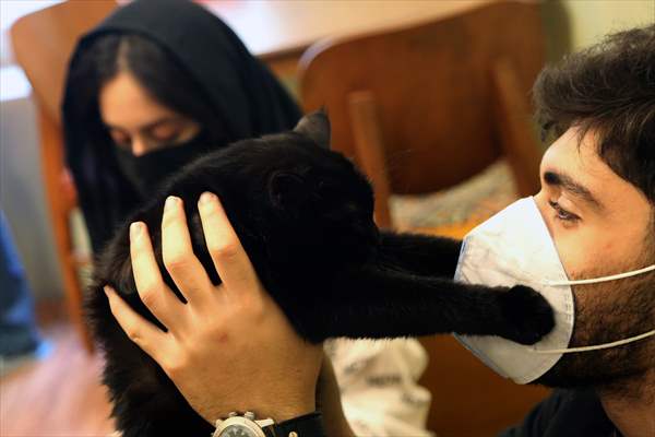 The extraordinary "Cat Museum" in Tehran