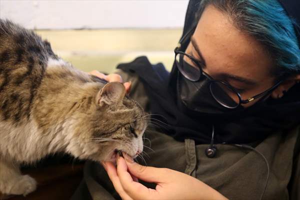 The extraordinary "Cat Museum" in Tehran