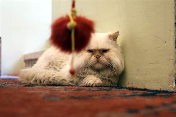 The extraordinary "Cat Museum" in Tehran