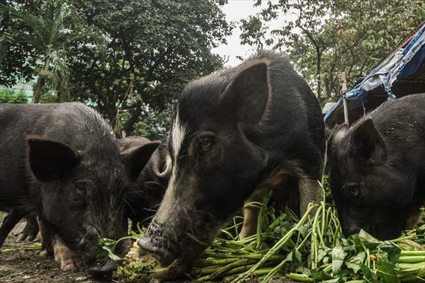 Zoo in Manila, Philippines