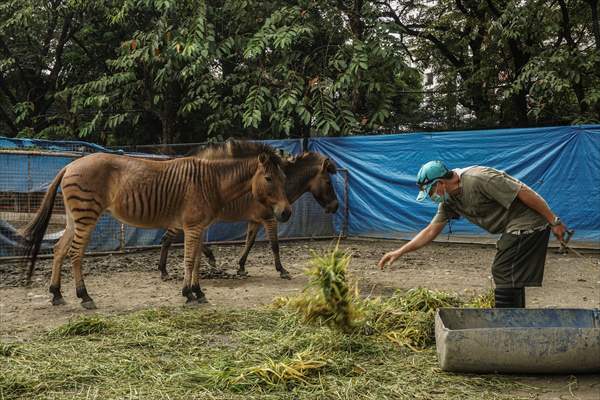 Zoo in Manila, Philippines