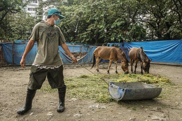 Zoo in Manila, Philippines