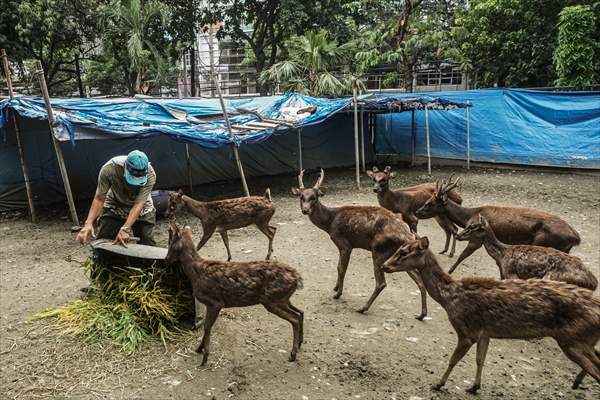 Zoo in Manila, Philippines