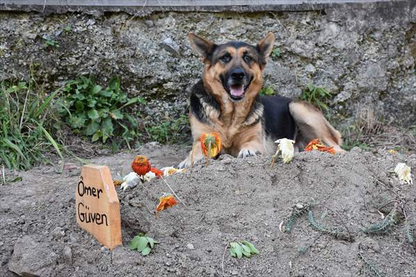 Dog regularly visits owner’s grave in Turkey's Trabzon