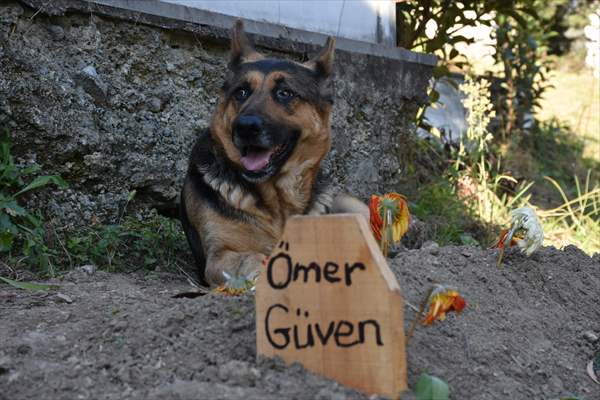 Dog regularly visits owner’s grave in Turkey's Trabzon