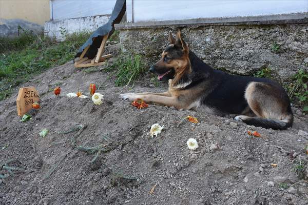 Dog regularly visits owner’s grave in Turkey's Trabzon