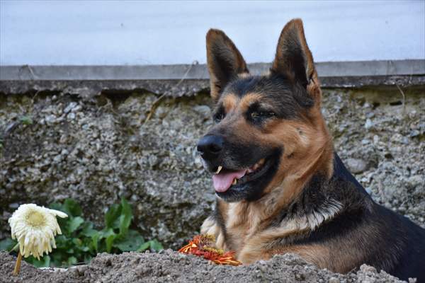 Dog regularly visits owner’s grave in Turkey's Trabzon