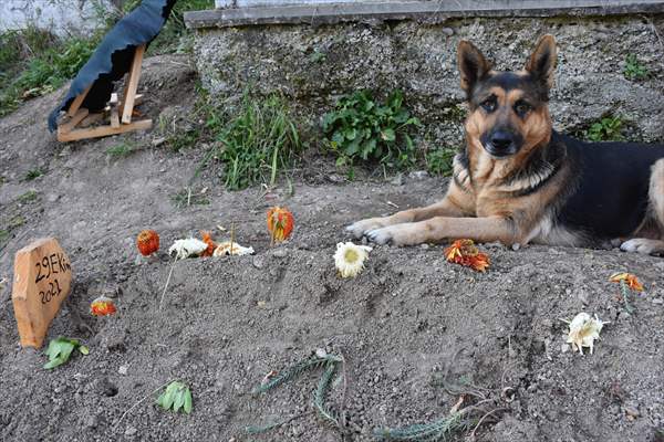 Dog regularly visits owner’s grave in Turkey's Trabzon