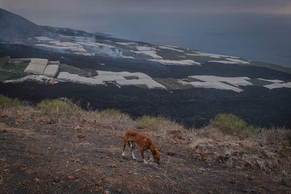 Cumbre Vieja volcano erupts in Spanish Canary Island of La Palma