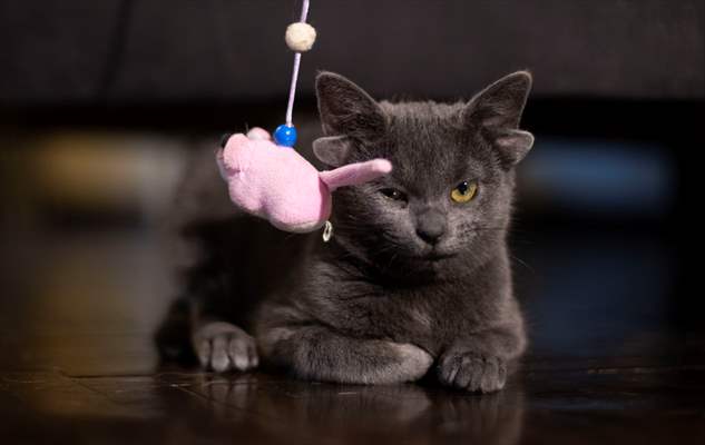 Kitten born with four ears in Ankara goes viral on social media