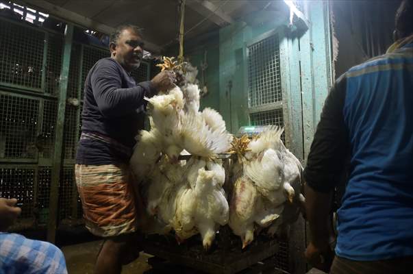 Chicken wholesale market in India