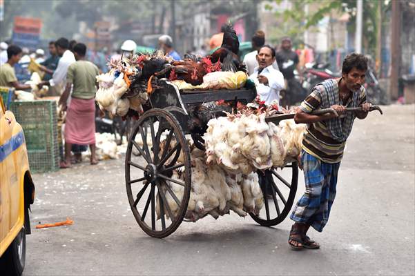 Chicken wholesale market in India