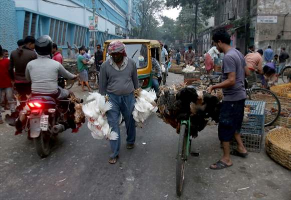 Chicken wholesale market in India