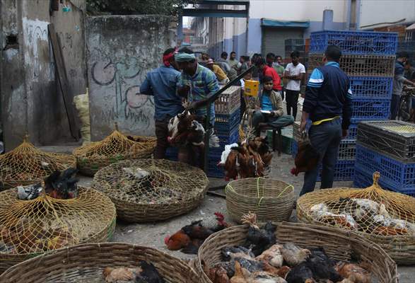 Chicken wholesale market in India