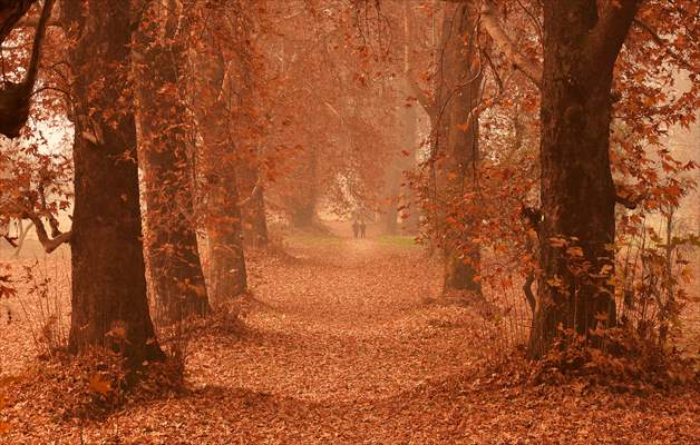 Autumn season in Kashmir