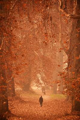 Autumn season in Kashmir