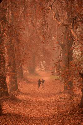 Autumn season in Kashmir