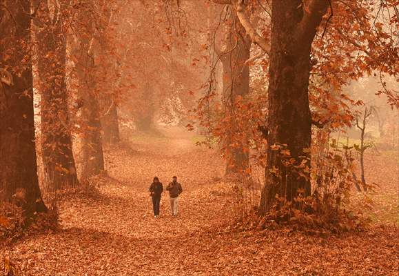 Autumn season in Kashmir