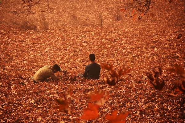 Autumn season in Kashmir